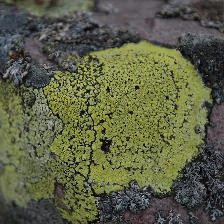 16 - Fulufjellets Nasjonalparker - Natur-, Dyre- Og Fugleopplevelser * Ljørdal