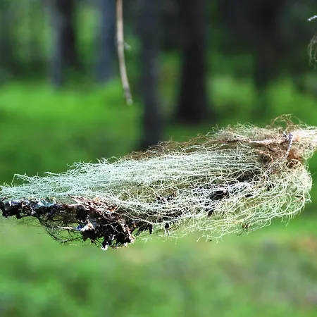 16 - Fulufjellets Nasjonalparker - Natur-, Dyre- Og Fugleopplevelser Appartamento Ljørdal