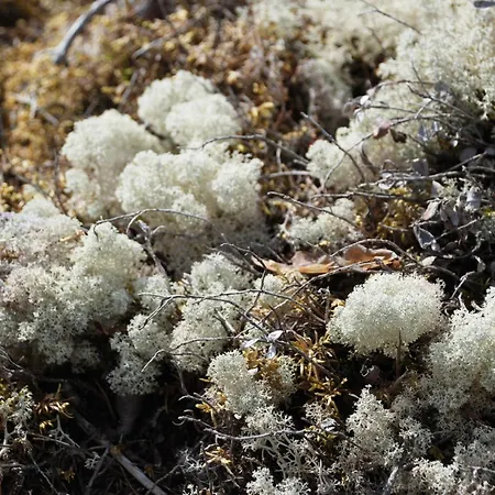 16 - Fulufjellets Nasjonalparker - Natur-, Dyre- Og Fugleopplevelser Ljørdal