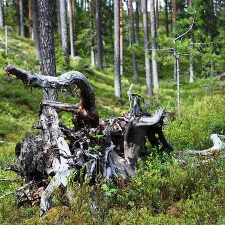 16 - Fulufjellets Nasjonalparker - Natur-, Dyre- Og Fugleopplevelser Appartamento Ljørdal