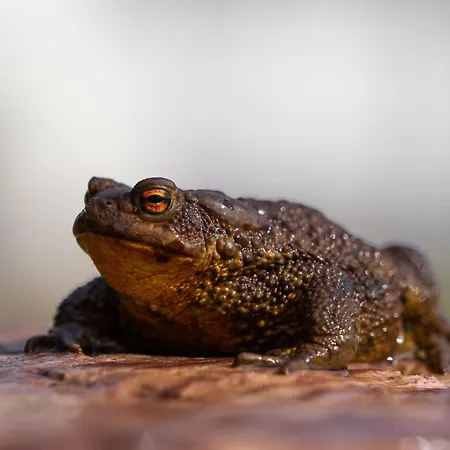 16 - Fulufjellets Nasjonalparker - Natur-, Dyre- Og Fugleopplevelser * Ljørdal