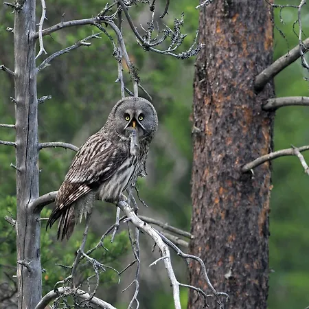 16 - Fulufjellets Nasjonalparker - Natur-, Dyre- Og Fugleopplevelser *