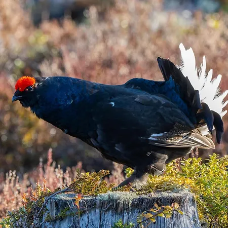 16 - Fulufjellets Nasjonalparker - Natur-, Dyre- Og Fugleopplevelser * Ljørdal