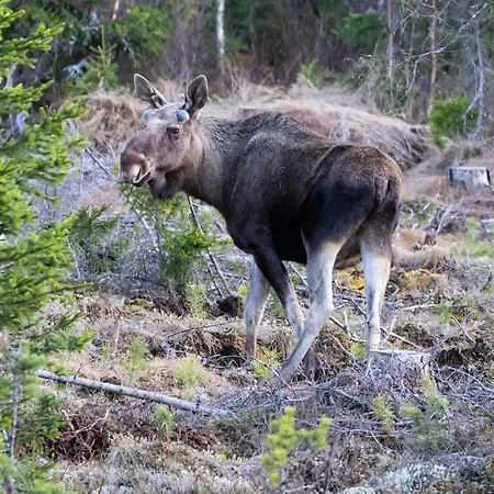 16 - Fulufjellets National Parks - This Is The Place Where Norway And Sweden Meet In A Large Protected Area Lägenhet