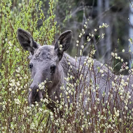 16 - Fulufjellets Nasjonalparker - Natur-, Dyre- Og Fugleopplevelser Appartamento Ljørdal