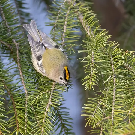16 - Fulufjellets Nasjonalparker - Natur-, Dyre- Og Fugleopplevelser Appartamento Ljørdal