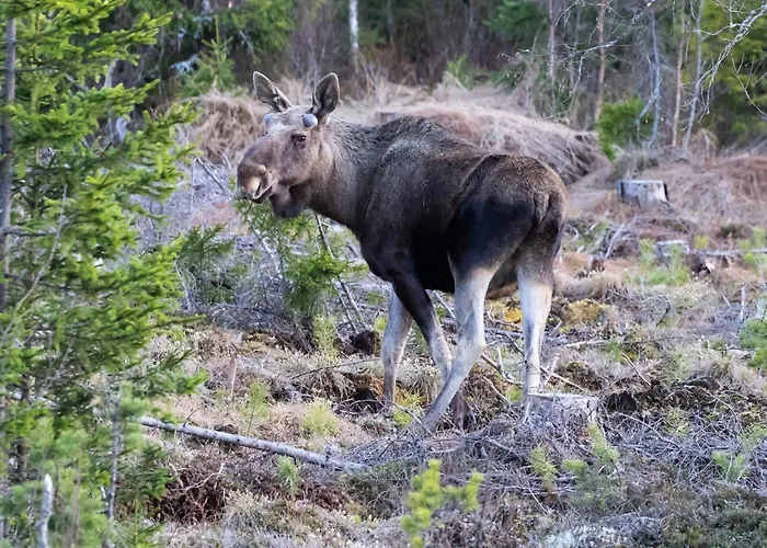 16 - Fulufjellets Nasjonalparker - Sno - Alpint - Langrenn - Snoscooter Lägenhet